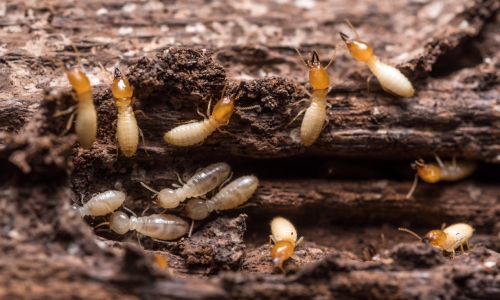 Termite & Wood Destroying Organism Inspections